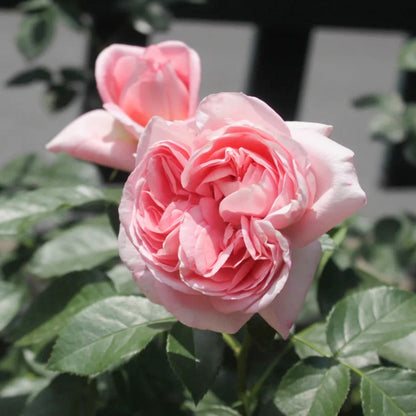 Voyage German Florist Shrub Rose