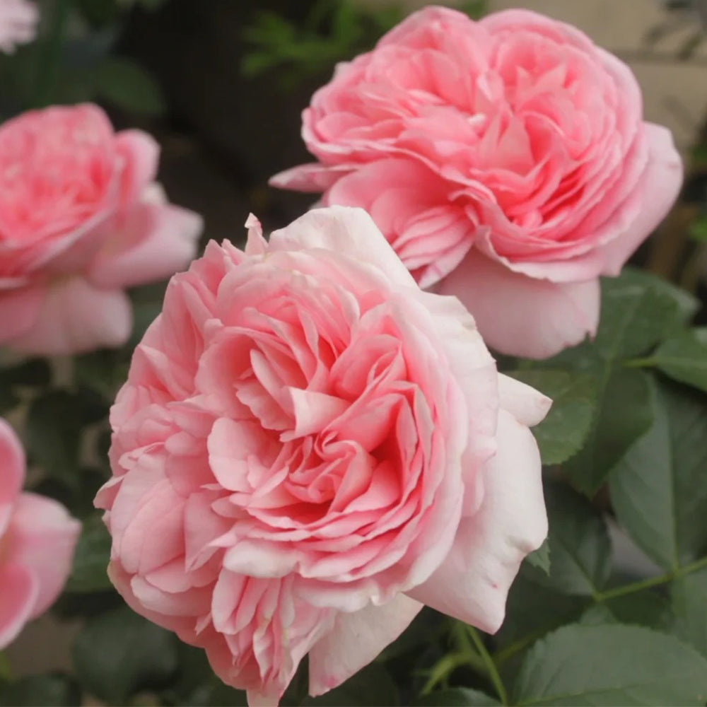 Voyage German Florist Shrub Rose Own Root | Highgarden Roses | Tantau