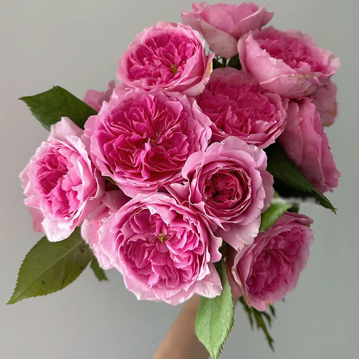 Wanshan Chinese Garden Shrub Rose – Highgarden Roses