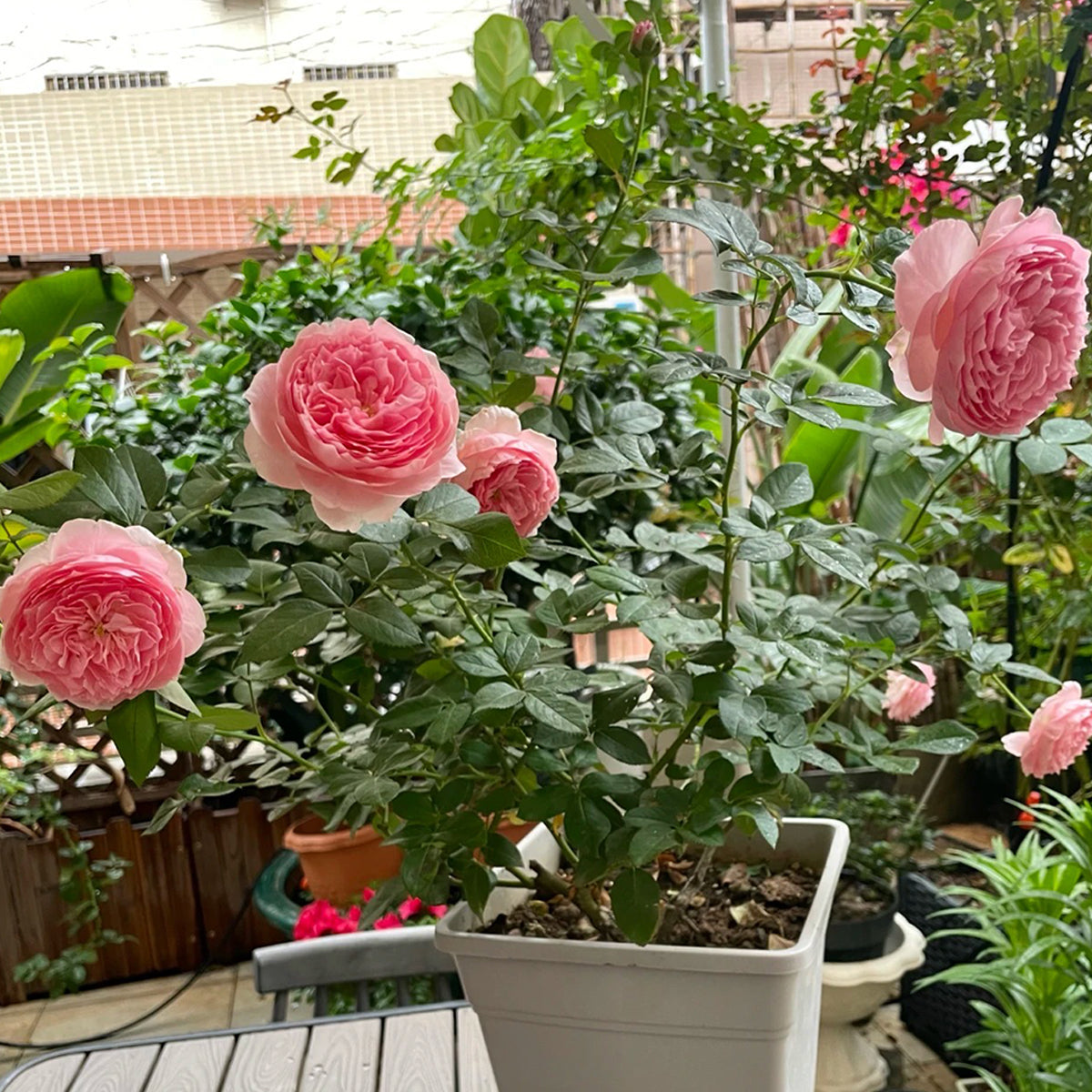 Wanshan Chinese Garden Shrub Rose – Highgarden Roses