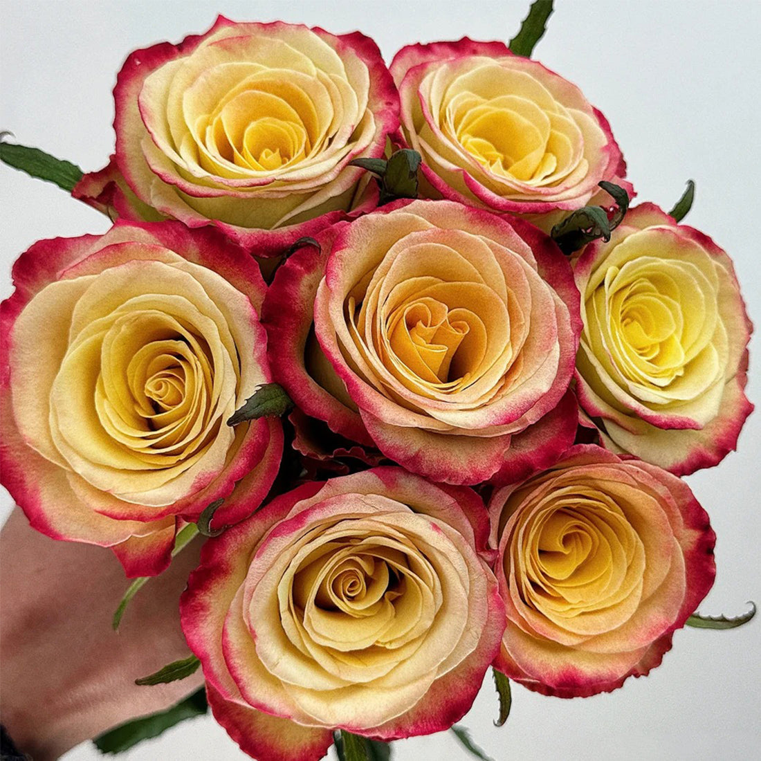 Watercolor Florist Shrub Rose