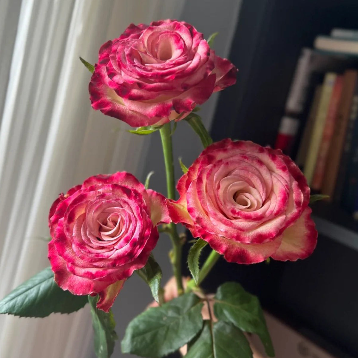 Watercolor Florist Shrub Rose