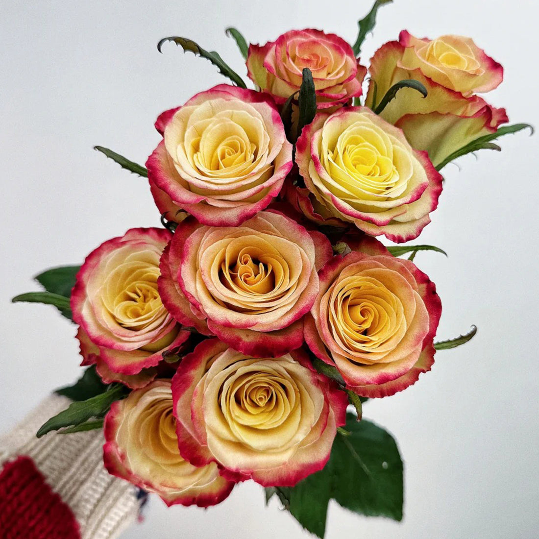 Watercolor Florist Shrub Rose