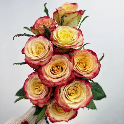 Watercolor Florist Shrub Rose