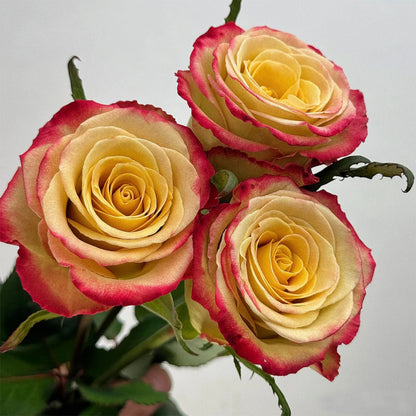 Watercolor Florist Shrub Rose