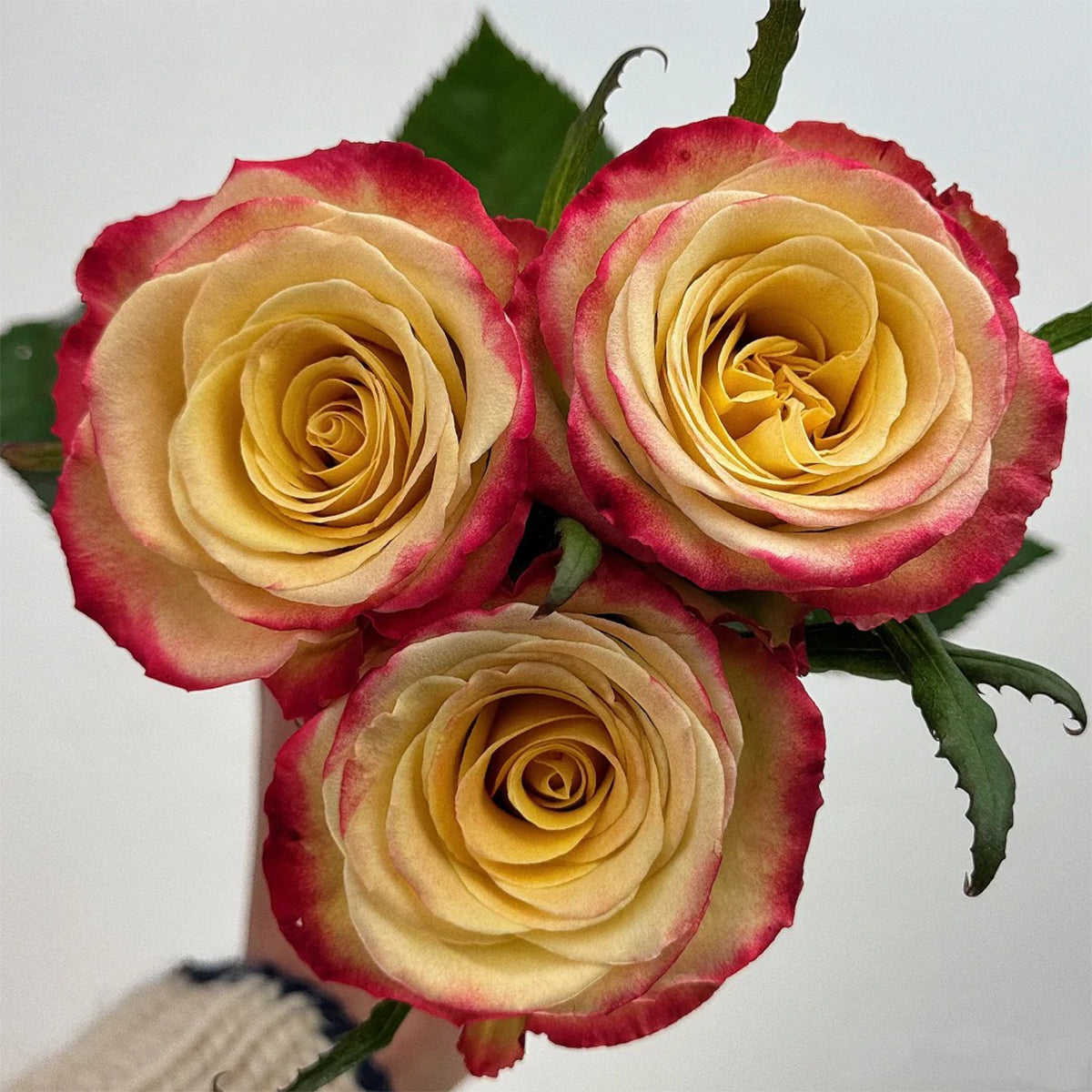 Watercolor Florist Shrub Rose