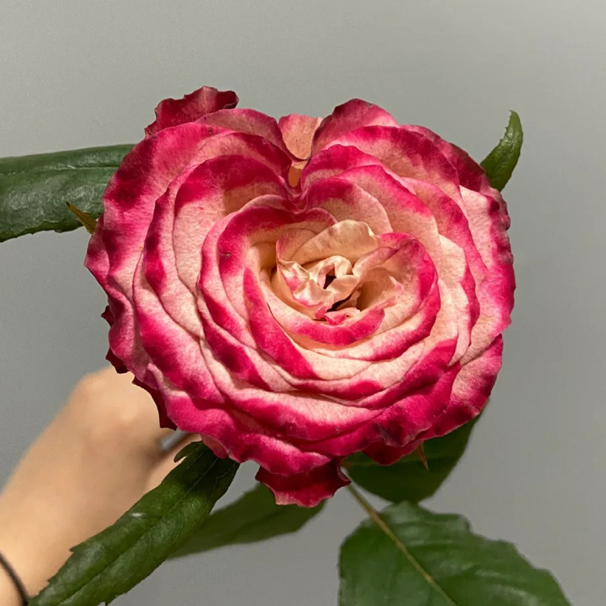 Watercolor Florist Shrub Rose
