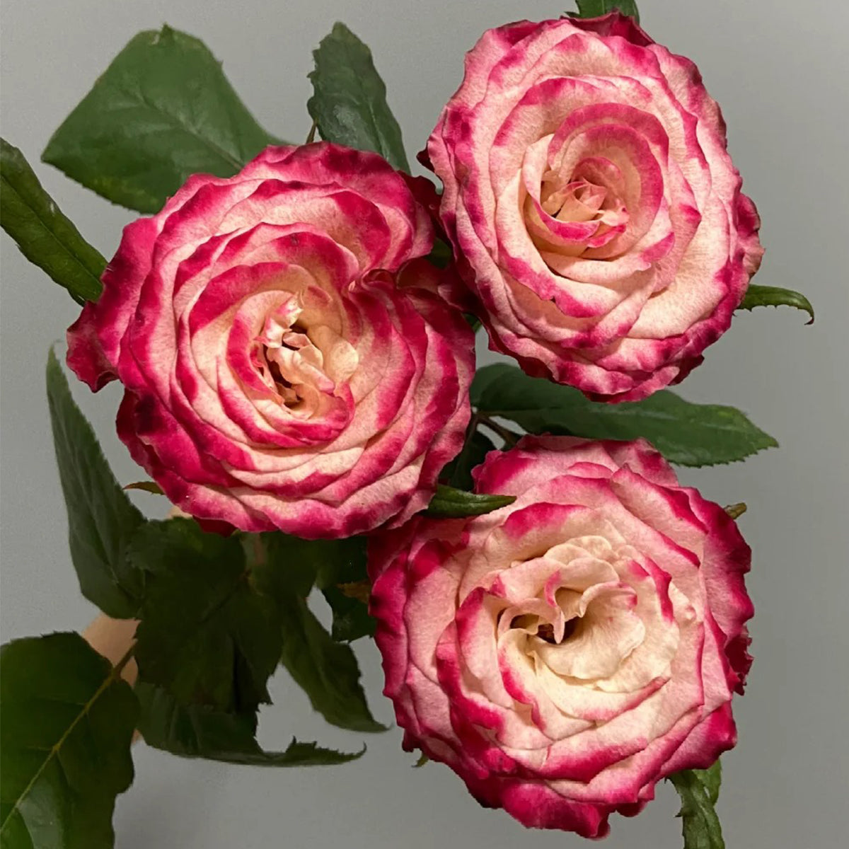 Watercolor Florist Shrub Rose