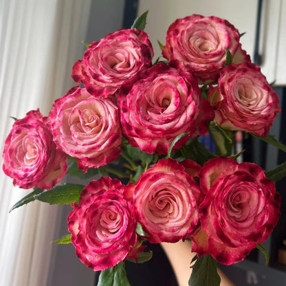 Watercolor Florist Shrub Rose