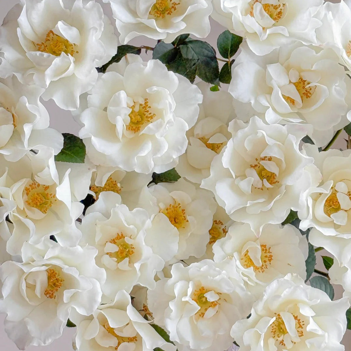 Wedding Dress Japanese Florist Shrub Rose