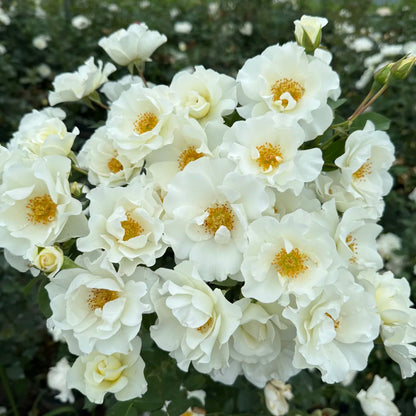 Wedding Dress Japanese Florist Shrub Rose