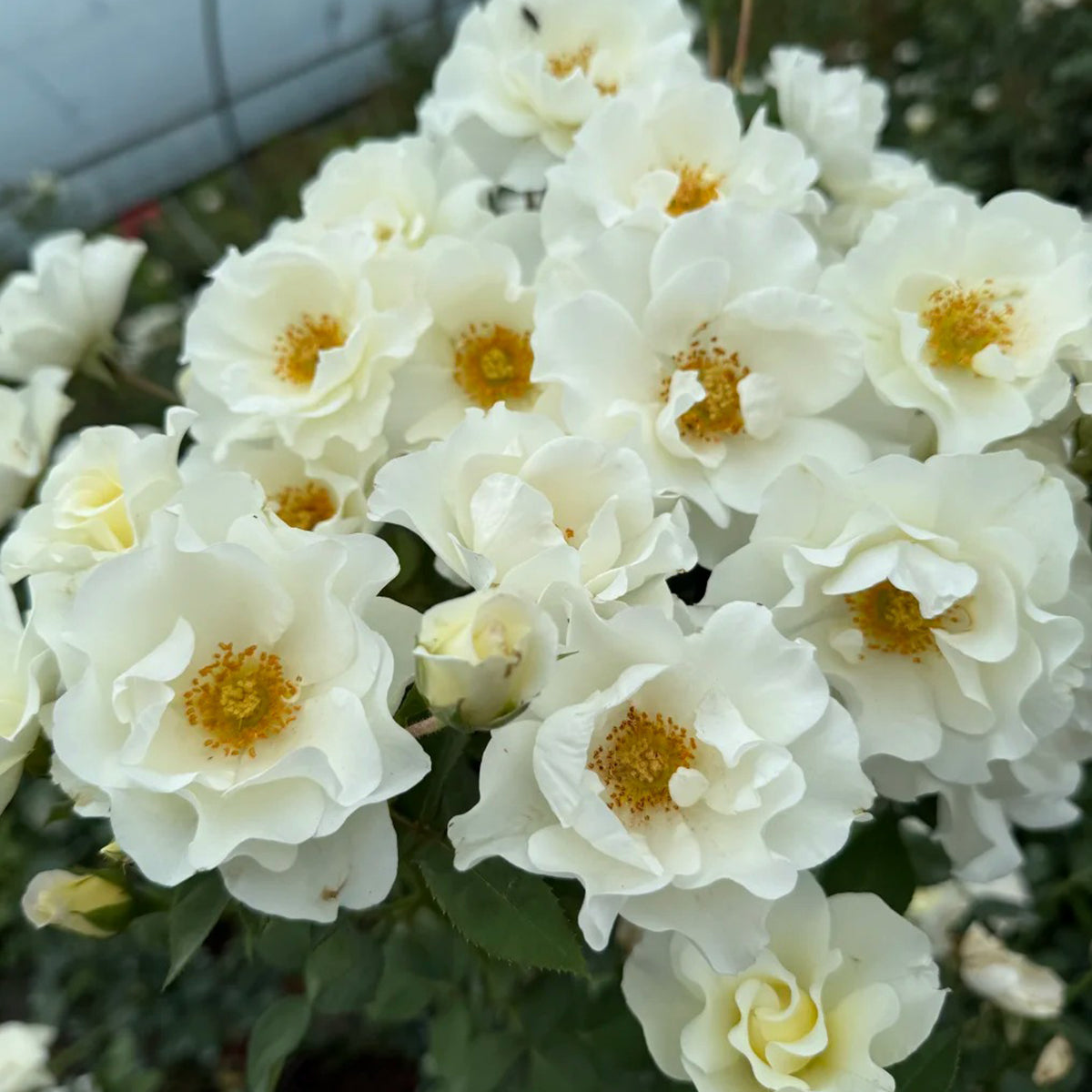 Wedding Dress Japanese Florist Shrub Rose