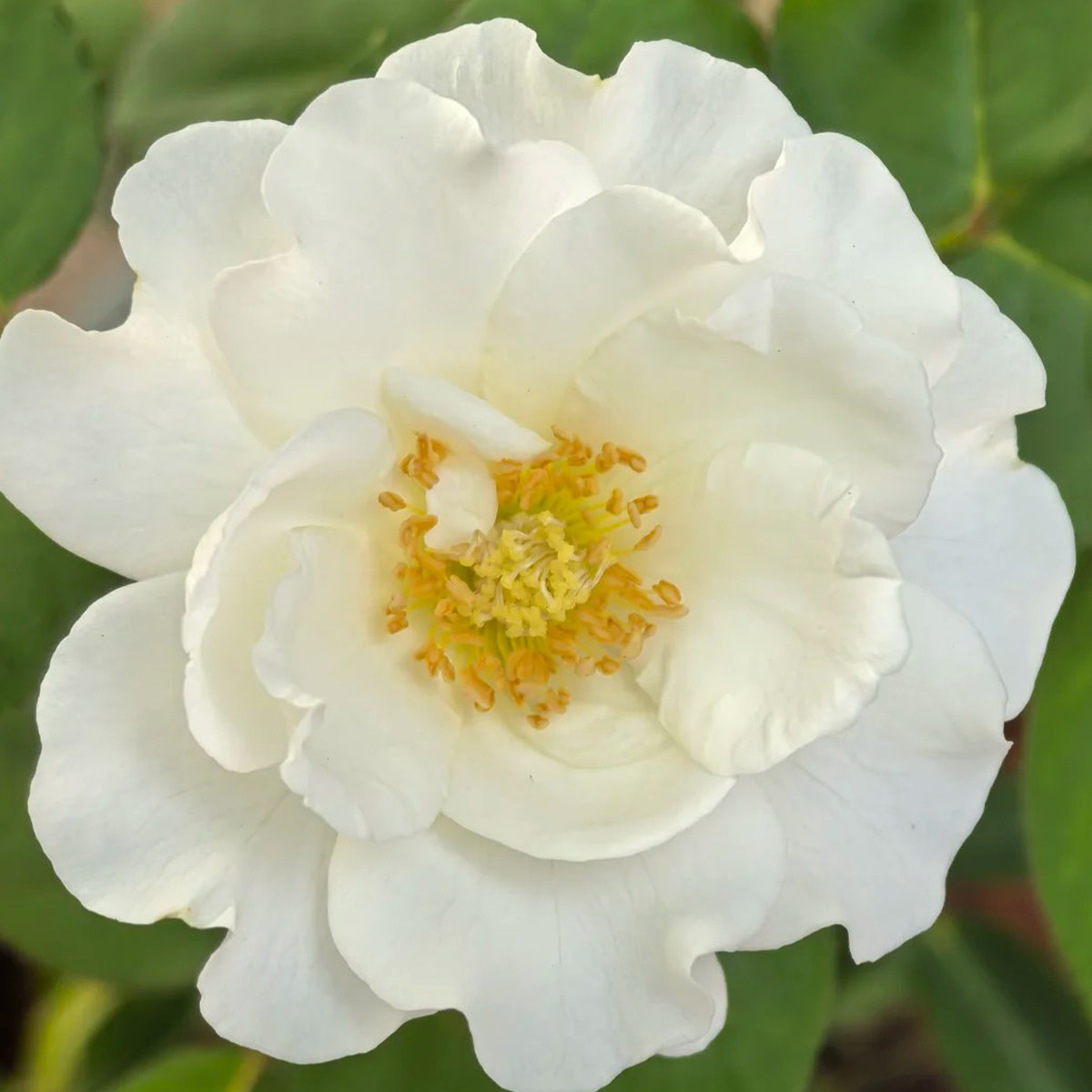 Wedding Dress Japanese Florist Shrub Rose