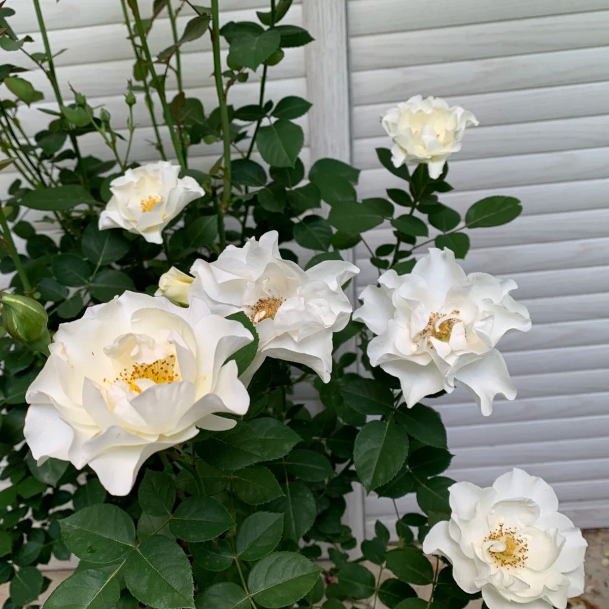 Wedding Dress Japanese Florist Shrub Rose