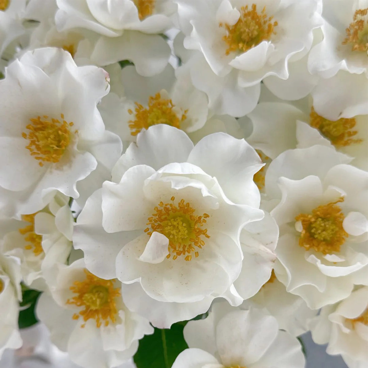 Wedding Dress Japanese Florist Shrub Rose