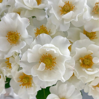 Wedding Dress Japanese Florist Shrub Rose