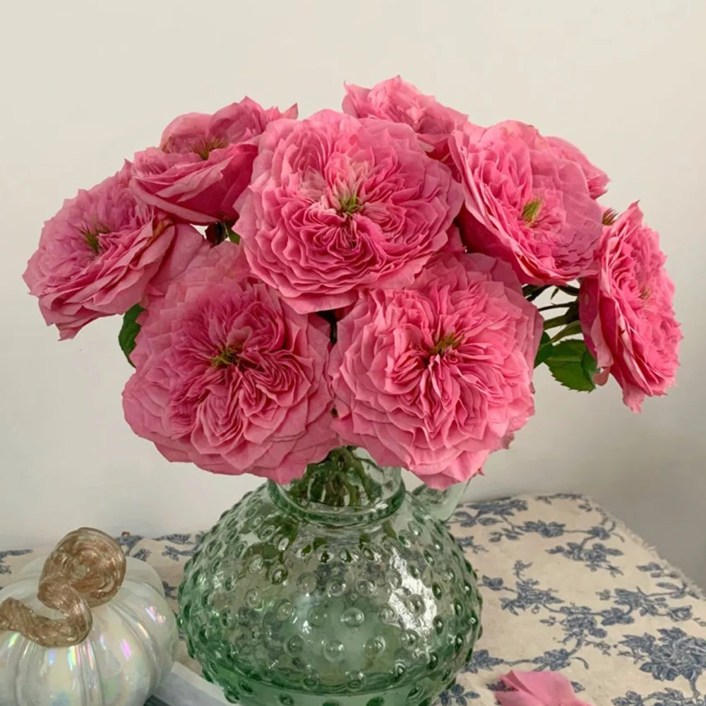 Wei Zifu Japanese Florist Shrub Rose – Highgarden Roses