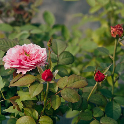 Wei Zifu Japanese Florist Shrub Rose