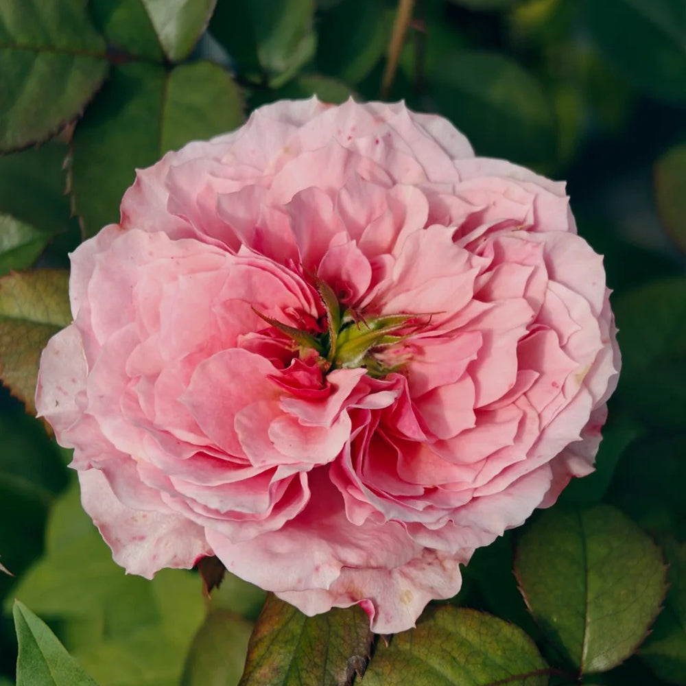 Wei Zifu Japanese Florist Shrub Rose