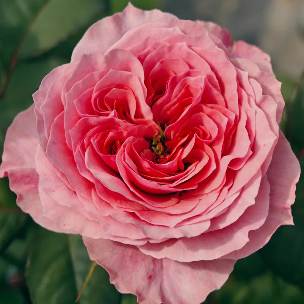 Wei Zifu Japanese Florist Shrub Rose – Highgarden Roses
