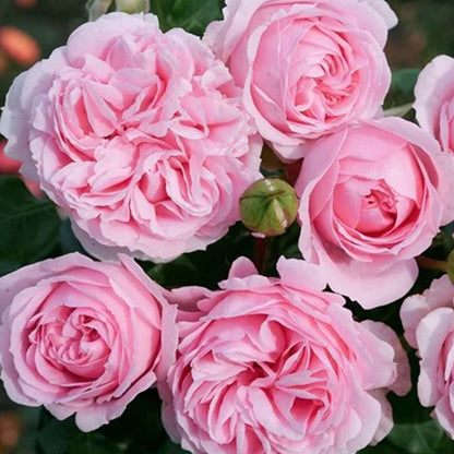 Wellenspiel German Florist Shrub Rose