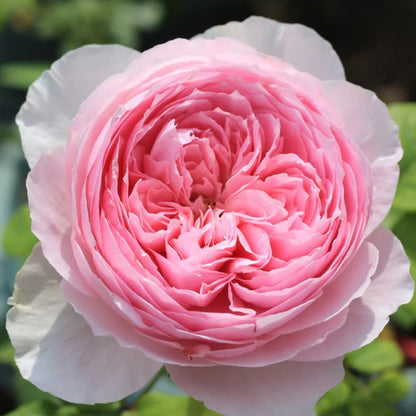 Wellenspiel German Florist Shrub Rose