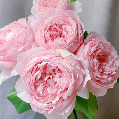 Wellenspiel German Florist Shrub Rose