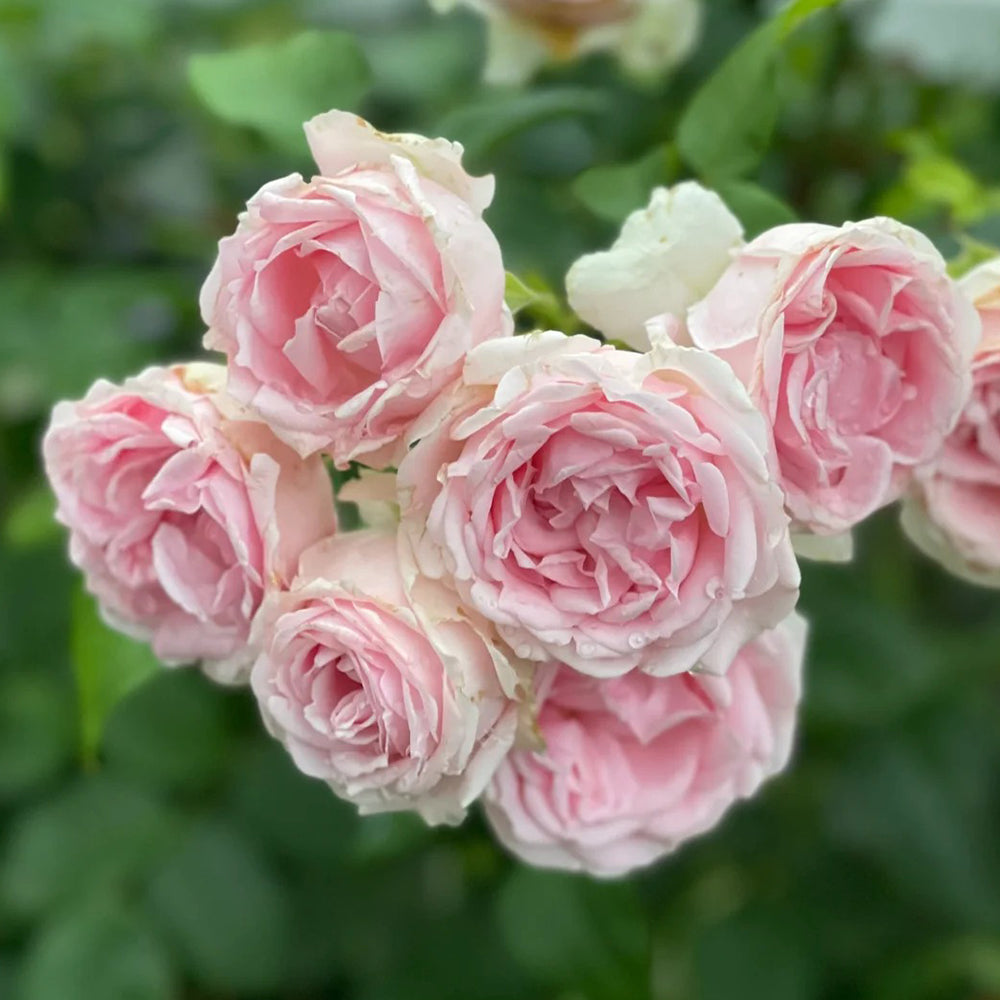 Wellenspiel German Florist Shrub Rose