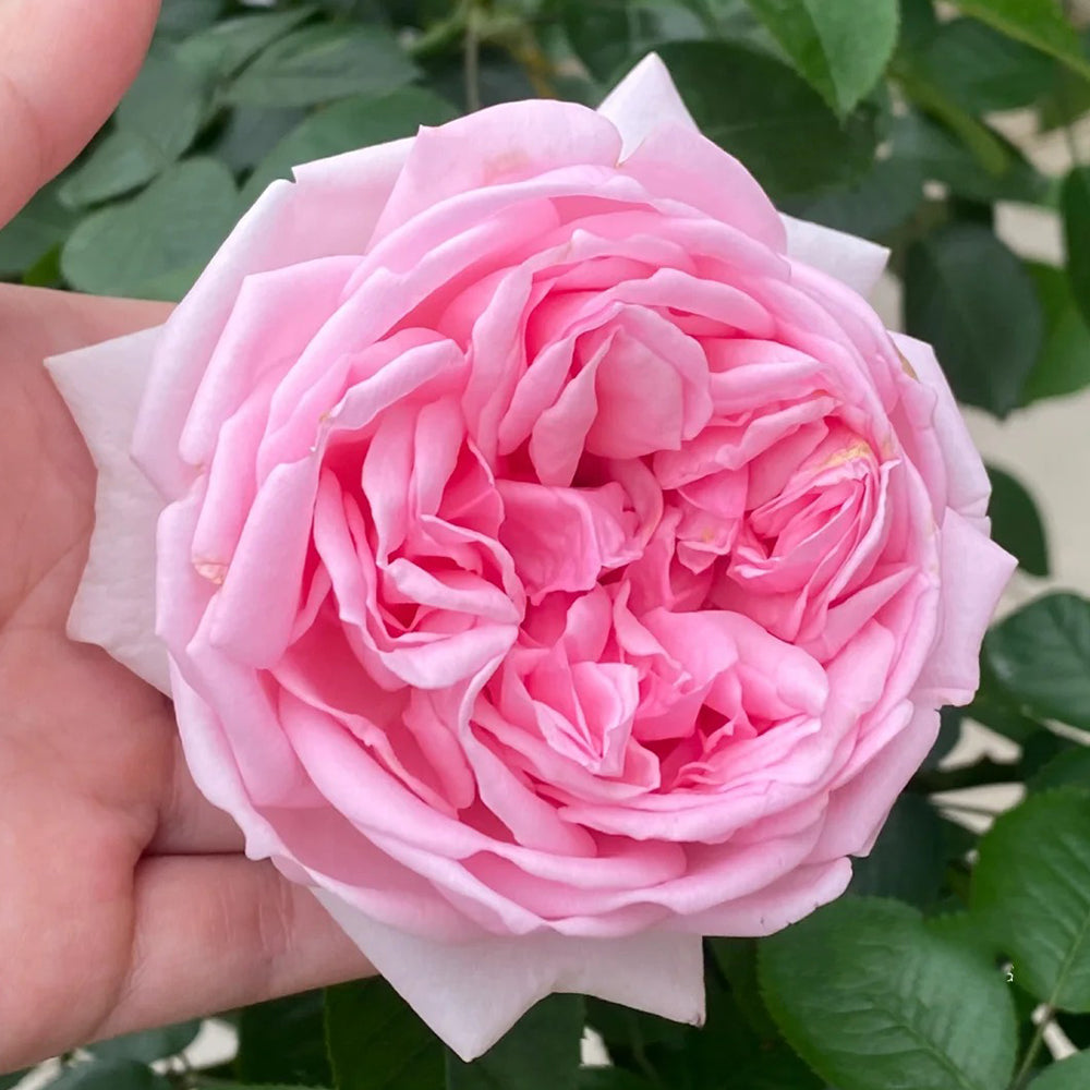 Wellenspiel German Florist Shrub Rose