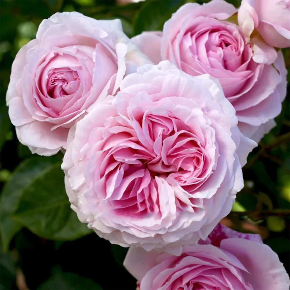 Wellenspiel German Florist Shrub Rose