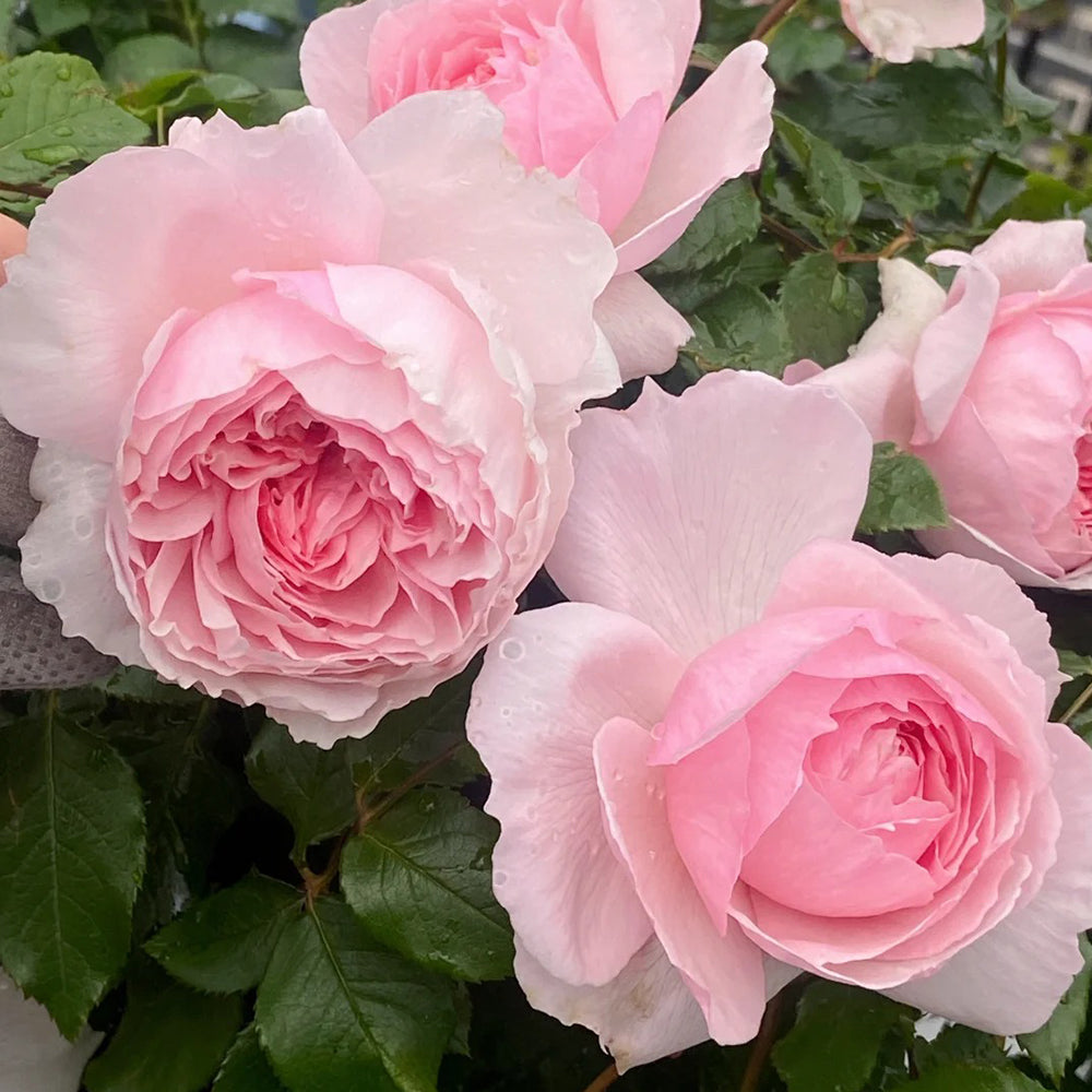 Wellenspiel German Florist Shrub Rose