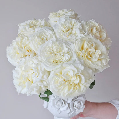 White Ashley German Florist Shrub Rose