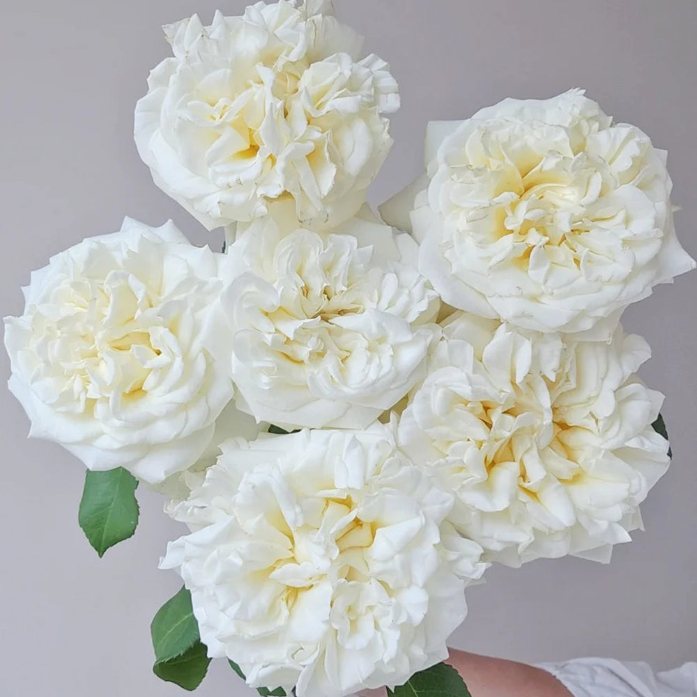 White Ashley German Florist Shrub Rose