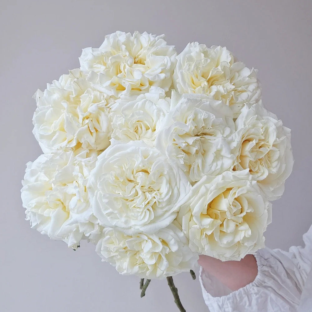 White Ashley German Florist Shrub Rose