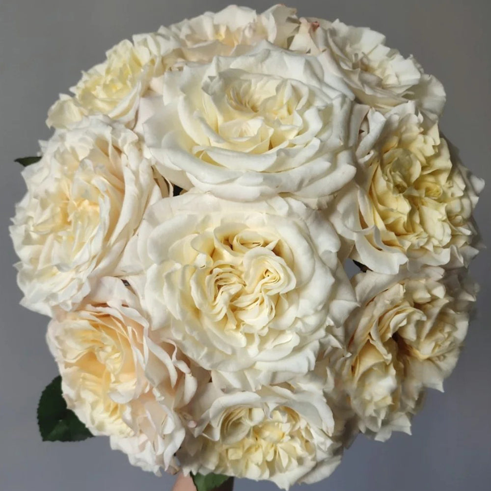 White Ashley German Florist Shrub Rose