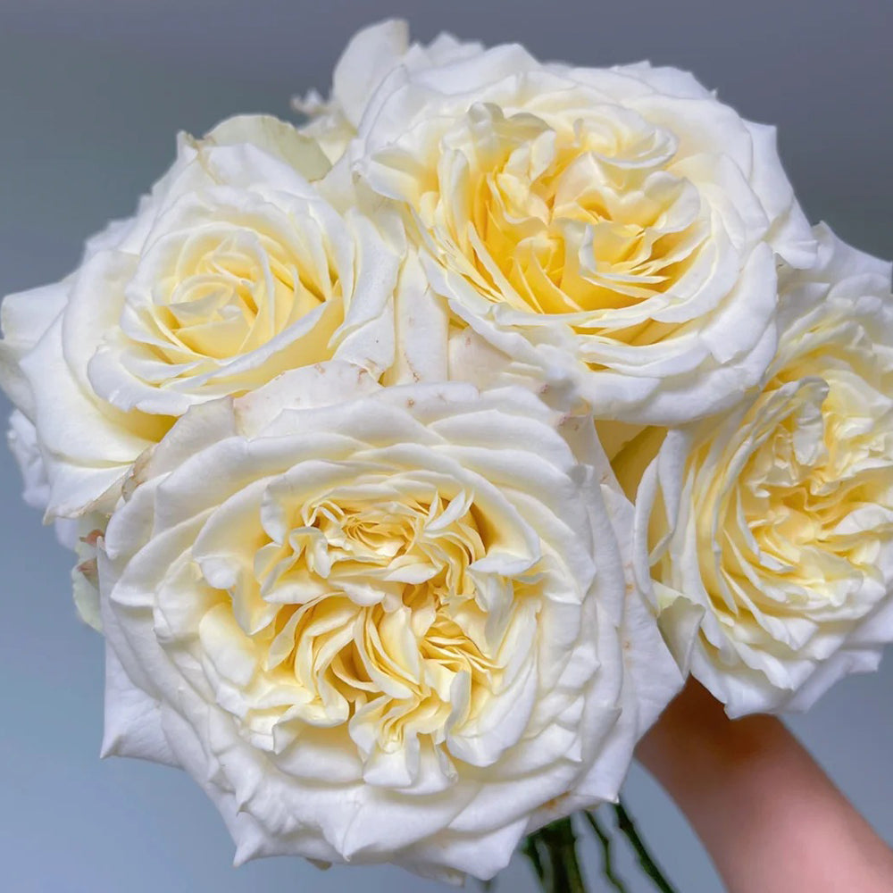 White Ashley German Florist Shrub Rose