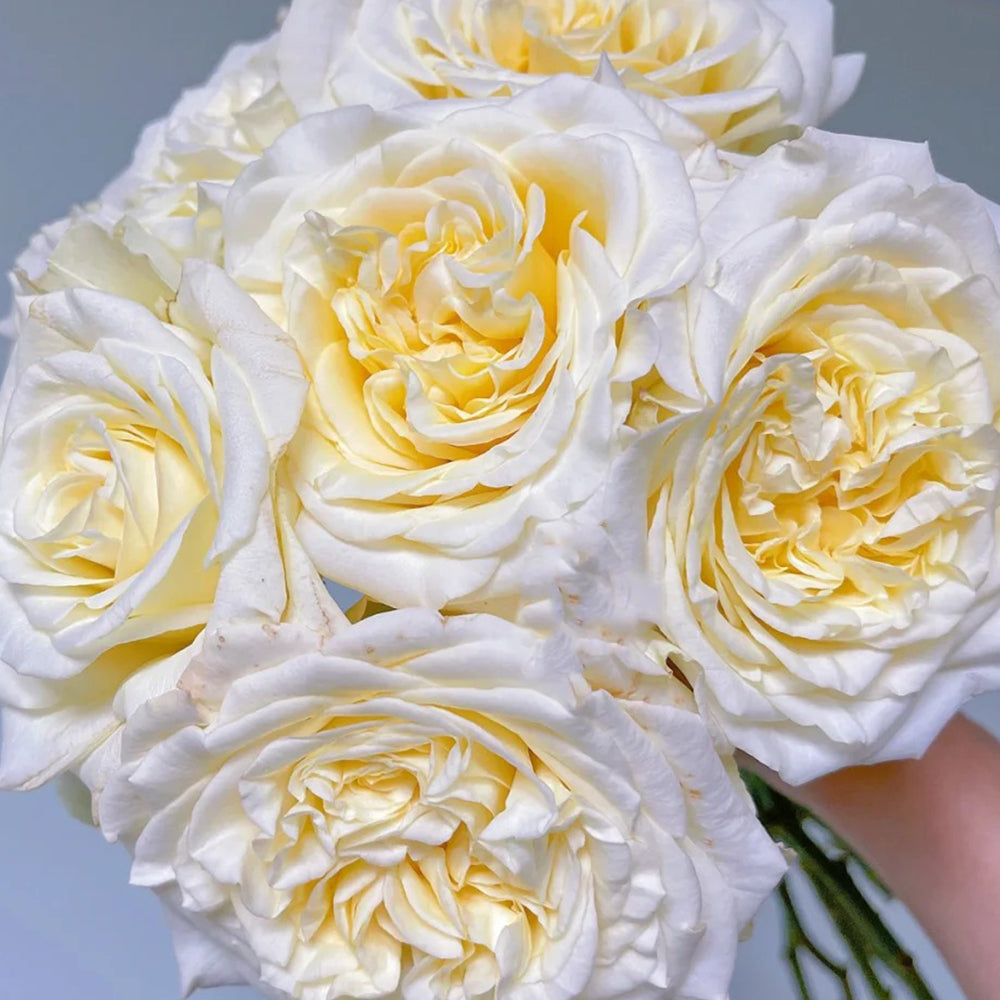 White Ashley German Florist Shrub Rose – Highgarden Roses
