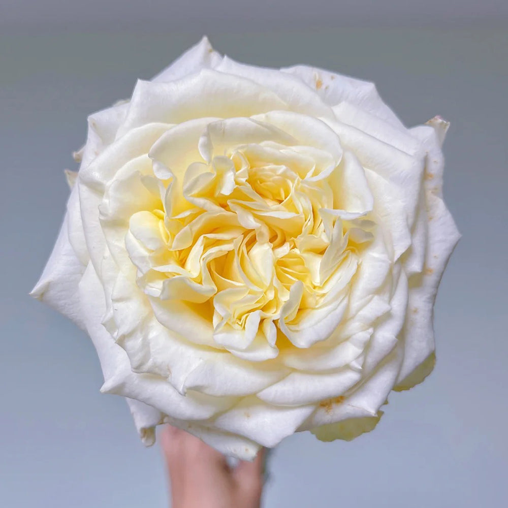 White Ashley German Florist Shrub Rose