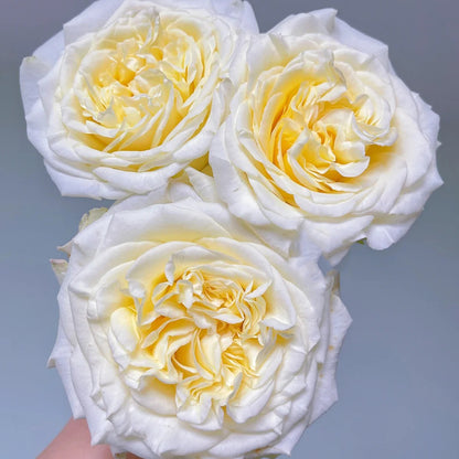 White Ashley German Florist Shrub Rose