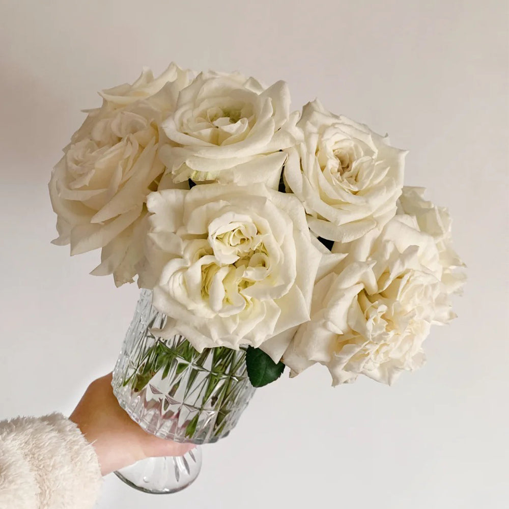 White Ashley German Florist Shrub Rose