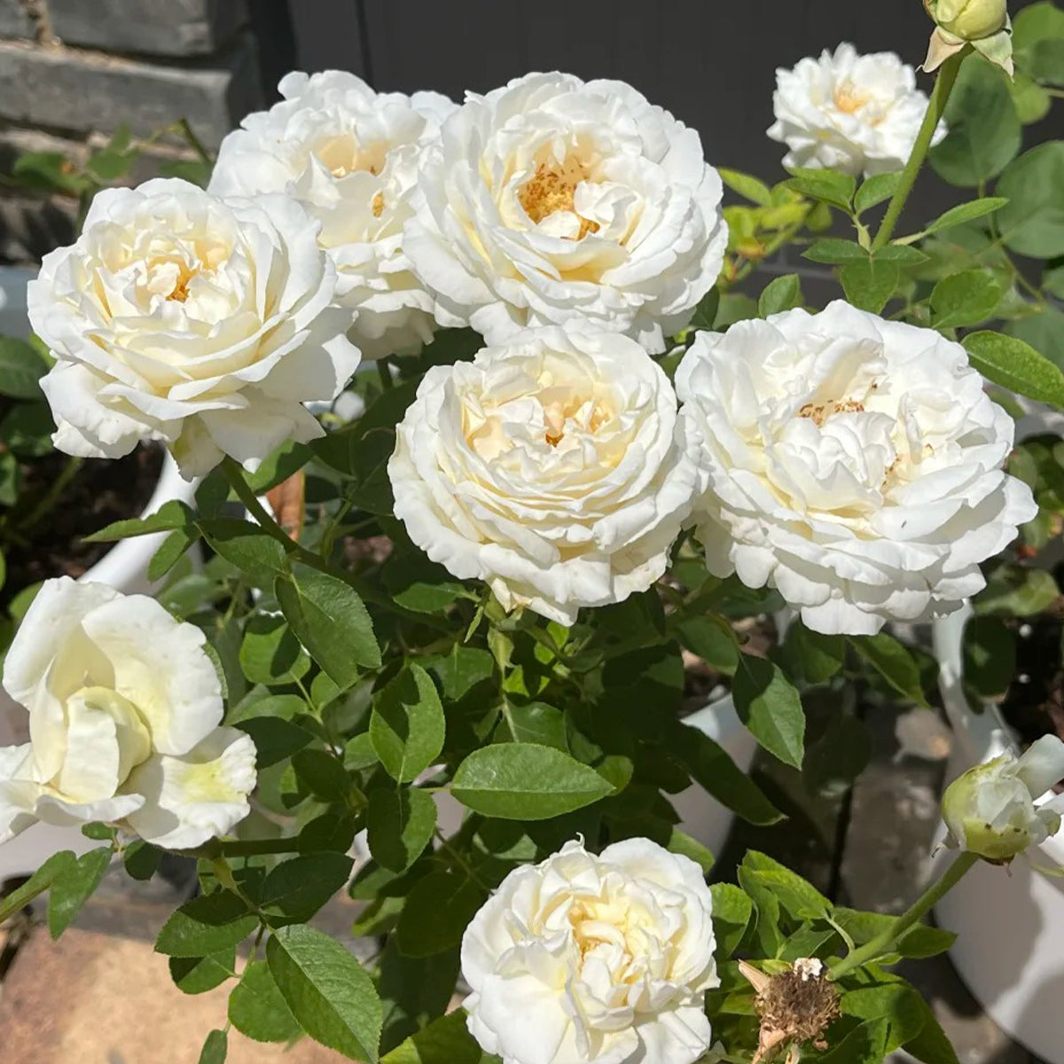 White Master Piaget Japanese Garden Shrub Rose