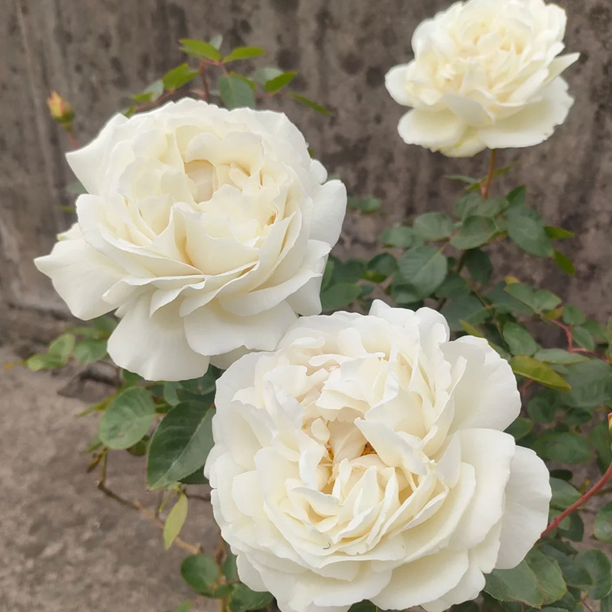 White Master Piaget Japanese Garden Shrub Rose