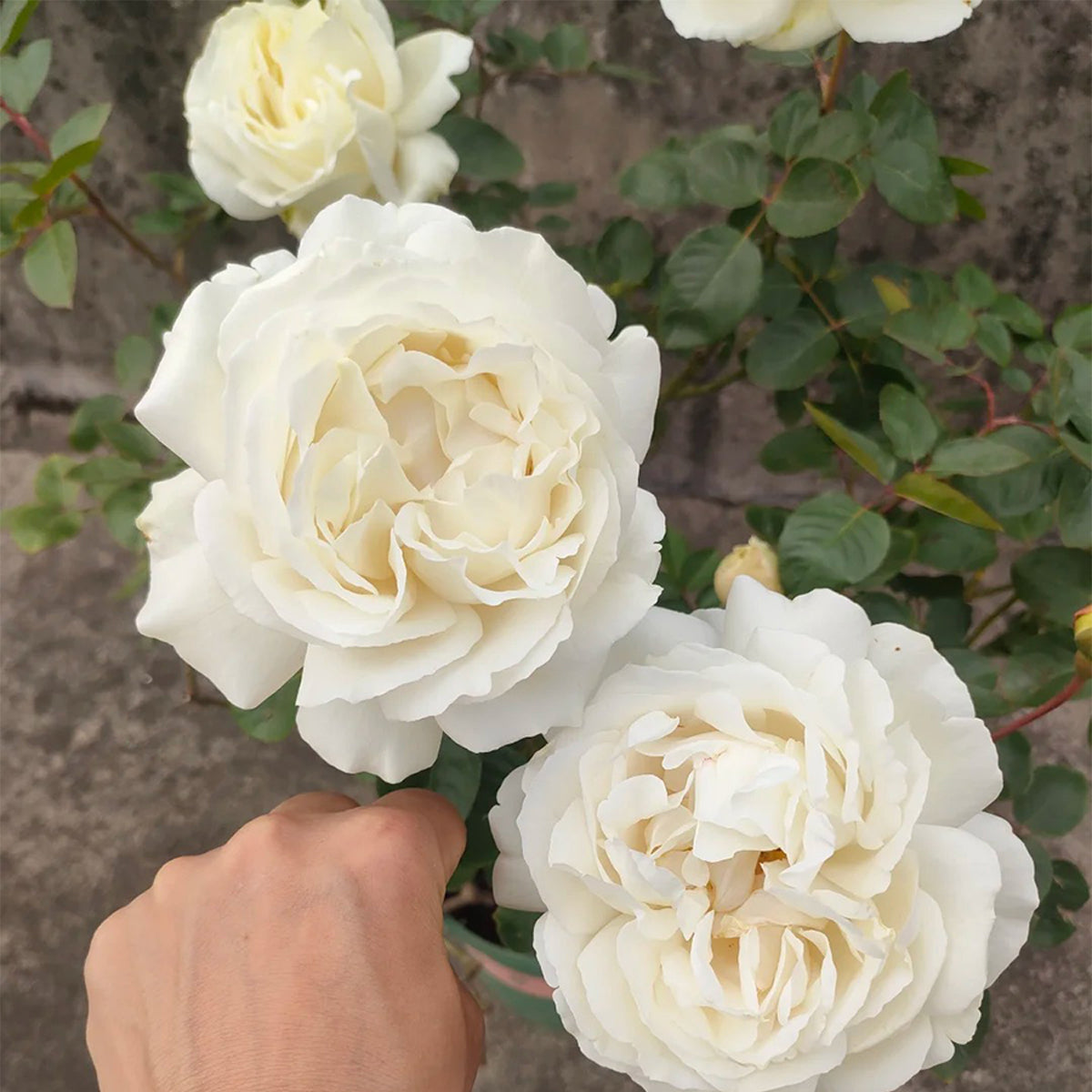 White Master Piaget Japanese Garden Shrub Rose
