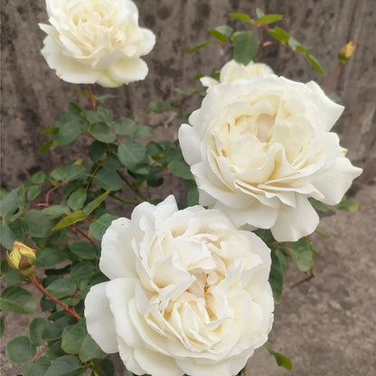 White Master Piaget Japanese Garden Shrub Rose