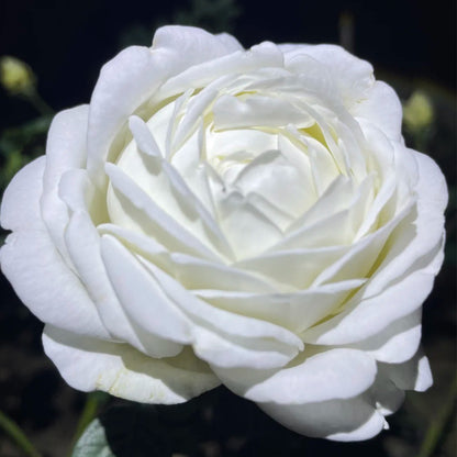 White Master Piaget Japanese Garden Shrub Rose