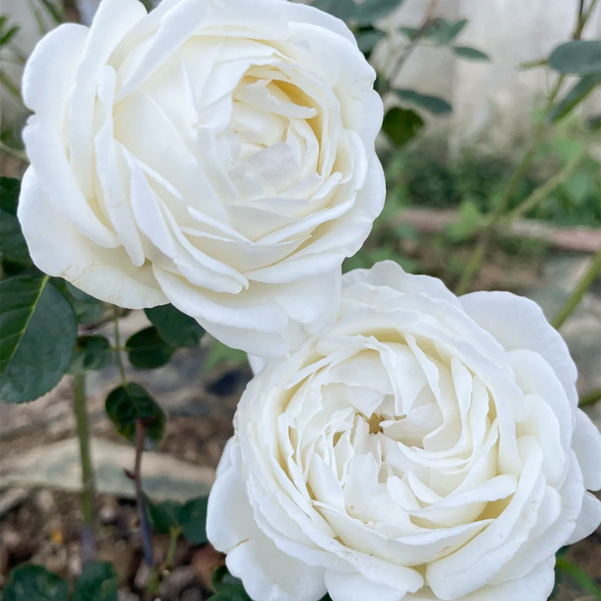 White Master Piaget Japanese Garden Shrub Rose