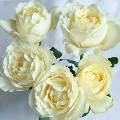 White Master Piaget Japanese Garden Shrub Rose