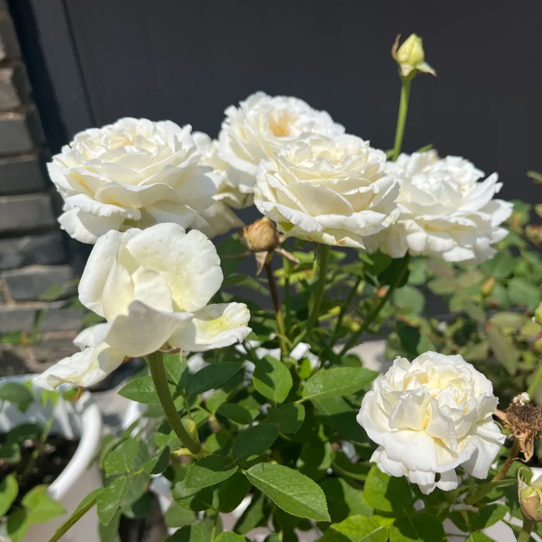White Master Piaget Japanese Garden Shrub Rose