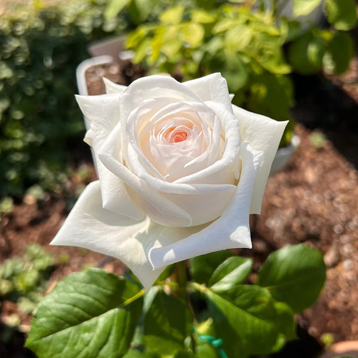 White O'Hara French Florist Shrub Rose Own Root | Highgarden Roses