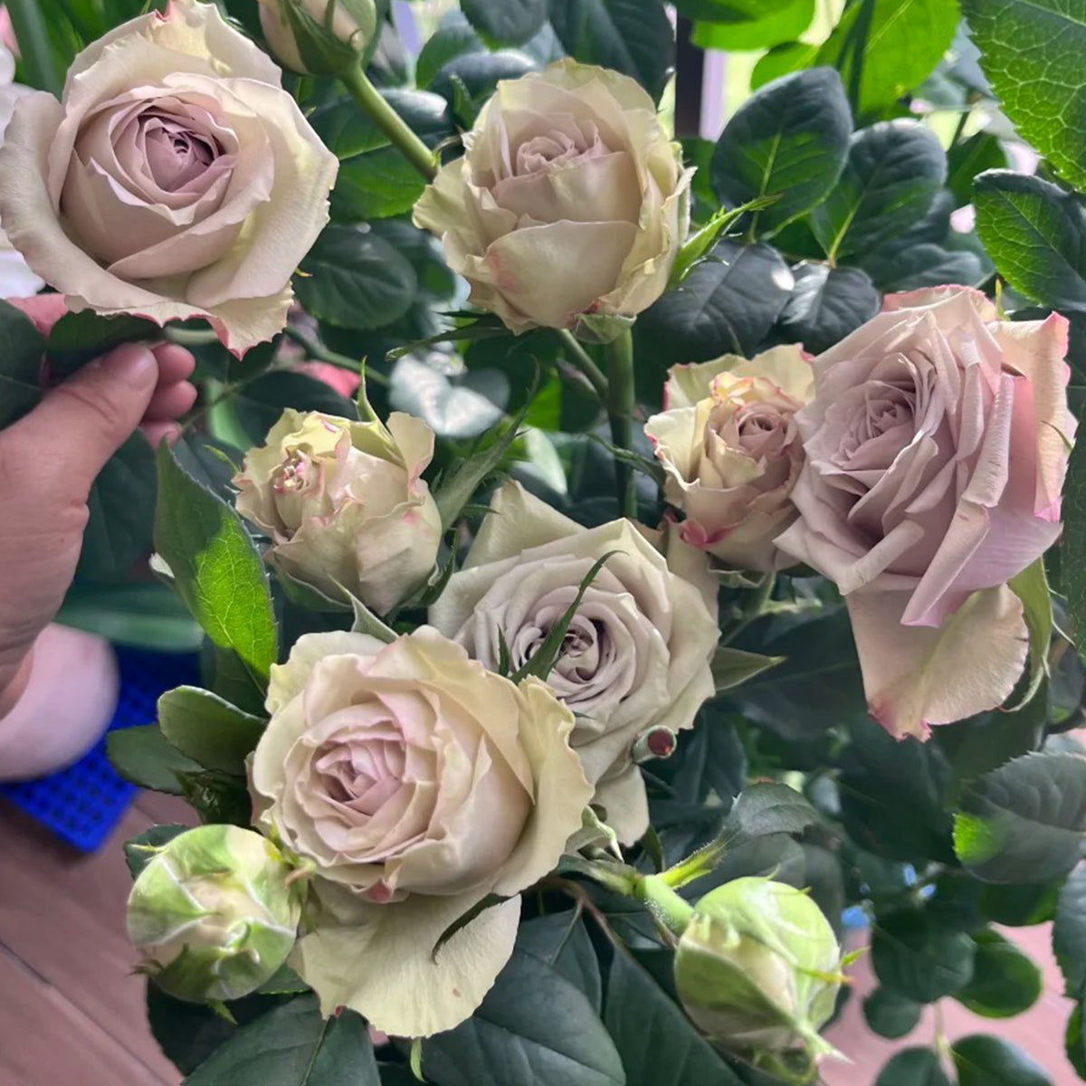 Wild Moss Dutch Florist Hybrid Tea Rose